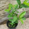 Red Guava Peach Tree (Guayaba Pera Roja) Psidium - Image 1