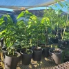 Red Heart Custard Apple Tree - Live Fruit Tree - Annona squamosa - Outdoor - Image 1
