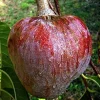 Red Heart Custard Apple Tree Live Plant - Annona Squamosa - 12-18 inch - Image 1