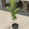 Red Indian Guava Live Fruit Tree (Psidium guajava) - 3-4ft Tall Outdoor Plant - Image 1