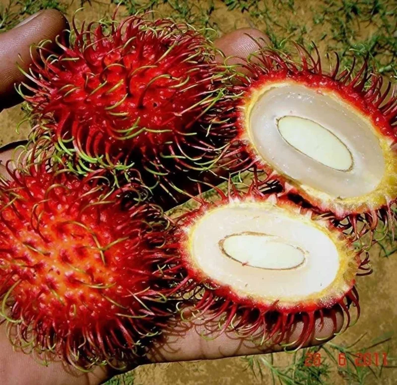 Red Rambutan Tree Live Plant - Exotic Tropical Fruit Tree - 2 ft Tall - Image 2