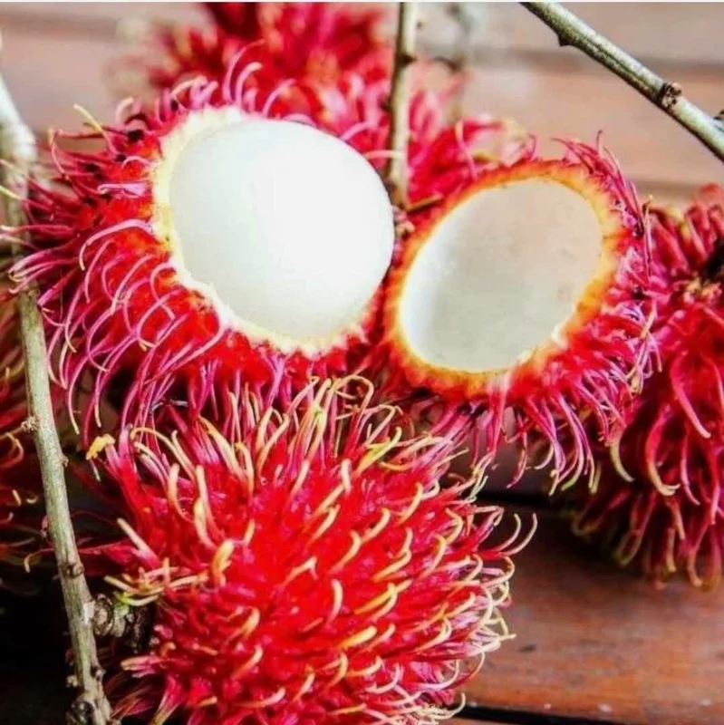 Red Rambutan Tree Live Plant - Exotic Tropical Fruit Tree - 2 ft Tall - Image 3