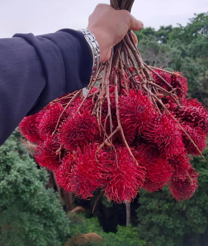 Red Rambutan Tree Live Plant - Exotic Tropical Fruit Tree - 2 ft Tall - Image 4