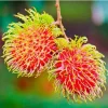 Red Rambutan Tree Live Plant - Exotic Tropical Fruit Tree - 2 ft Tall - Image 1