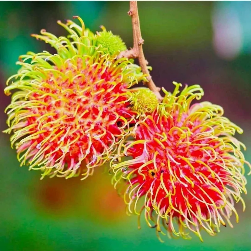 Red Rambutan Tree Live Plant - Exotic Tropical Fruit Tree - 2 ft Tall - Image 1