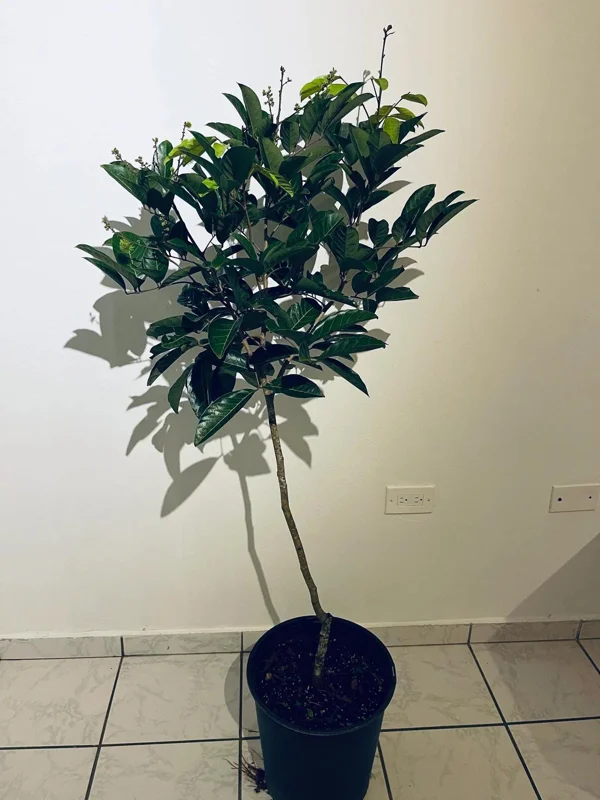 Red Rambutan Tree Live Plant - Exotic Tropical Fruit Tree - 2 ft Tall - Image 6