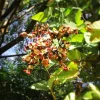 Red Sandalwood Tree Live Plant - Adenanthera Pavonina - Coral Bead Tree - 1 Foot Tall - Image 1