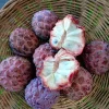 Red Sugar Apple Tree - Live Fruit Plant, Annona squamosa (10-24in) - Image 1