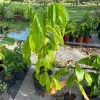 Rollinia (Biriba) Live Fruit Tree 3-4 ft - Tropical Edible Plant - Image 1