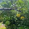 Rollinia deliciosa Live Fruit Tree - Sweet Custard Apple Plant - 24-36 Inch - Image 1