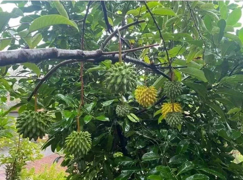Rollinia deliciosa Live Fruit Tree - Tropical Custard Apple Plant 10-20 inches - Image 2