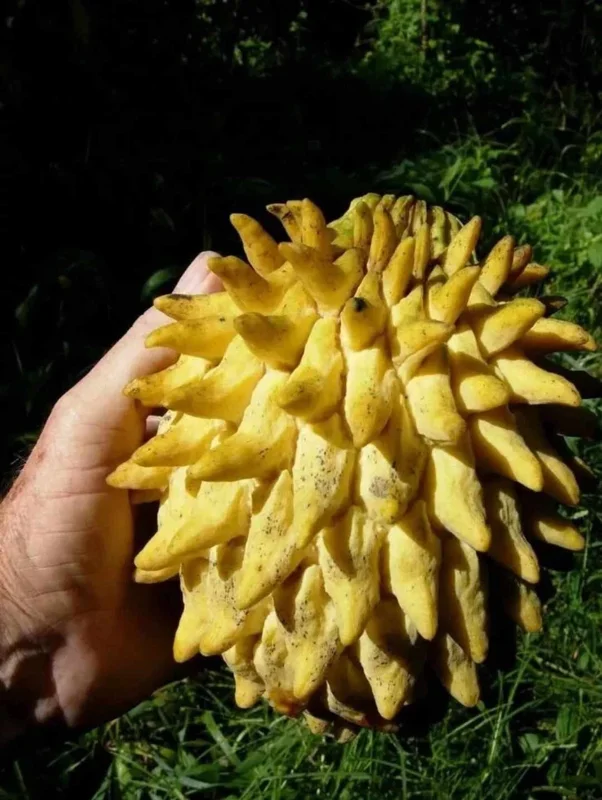 Rollinia deliciosa Live Fruit Tree - Tropical Custard Apple Plant 10-20 inches - Image 3