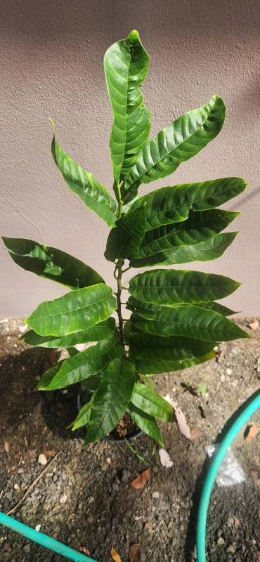 Rollinia deliciosa Live Fruit Tree - Tropical Custard Apple Plant 10-20 inches - Image 4