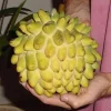Rollinia deliciosa Live Fruit Tree - Tropical Custard Apple Plant 10-20 inches - Image 1