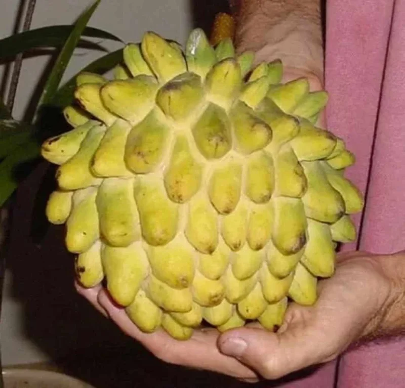 Rollinia deliciosa Live Fruit Tree - Tropical Custard Apple Plant 10-20 inches - Image 1