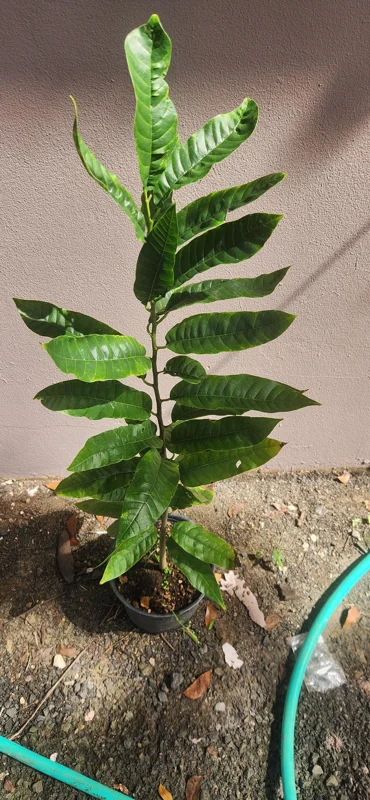 Rollinia deliciosa Live Fruit Tree - Tropical Custard Apple Plant 10-20 inches - Image 5