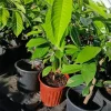Rollinia Live Fruit Tree 2-3 ft Tall - Tropical Custard Apple Plant - Image 1