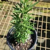 Rosemary Live Plant (Rosmarinus officinalis) - 10-20 inch Aromatic Herb - Image 1