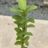 Ruby Supreme Guava Live Fruit Tree 3-4ft - Tropical Guayaba Plant - Image 1