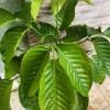 Santol Live Tree (Sandoricum koetjape) - 12-24 inch Tropical Fruit Plant - Image 1