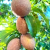 Sapodilla Tropical Live Fruit Tree (Manilkara zapota) 10-24in Nispero - Image 1