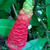 Shampoo Ginger Rhizomes - 5 Pack (Zingiber zerumbet) - Live Plant - Image 1