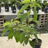 Simmonds Grafted Avocado Live Fruit Tree - 30-48 inches Tall - Outdoor - Image 1