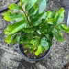 Soursop Live Fruit Tree (Annona muricata) Guanabana Plant 1-2ft Tall - Image 1