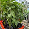 Soursop Live Tree Annona muricata (Guanabana) - 2 ft. Tall Tropical Fruit Plant - Image 1