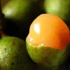 Spanish Lime Tree Live Plant - Mamoncillo Tropical Fruit Tree - Image 1