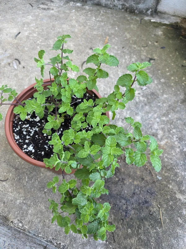 Spearmint Live Plant - Mentha spicata Aromatic Herb for Culinary Use - Image 2