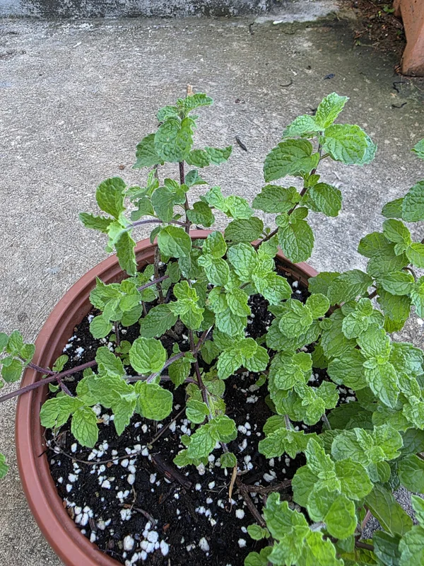Spearmint Live Plant - Mentha spicata Aromatic Herb for Culinary Use - Image 3