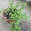 Spearmint Live Plant - Mentha spicata Aromatic Herb for Culinary Use - Image 1