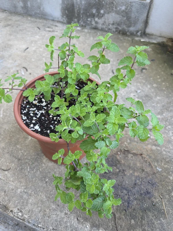Spearmint Live Plant - Mentha spicata Aromatic Herb for Culinary Use - Image 1