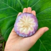 Star Apple Live Fruit Tree - Chrysophyllum Cainito Plant 10-24 Inch - Image 1
