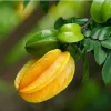 Star Fruit Live Tree (Averrhoa carambola) Carambola - 2-3ft Tall - Image 1