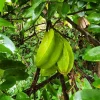 Star Fruit Live Tree - Averrhoa Carambola Plant - 1 ft Tall - Outdoor Fruit Tree - Image 1