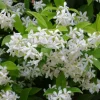 Star Jasmine Plant (Trachelospermum jasminoides) - Fragrant Evergreen Vine - Image 1