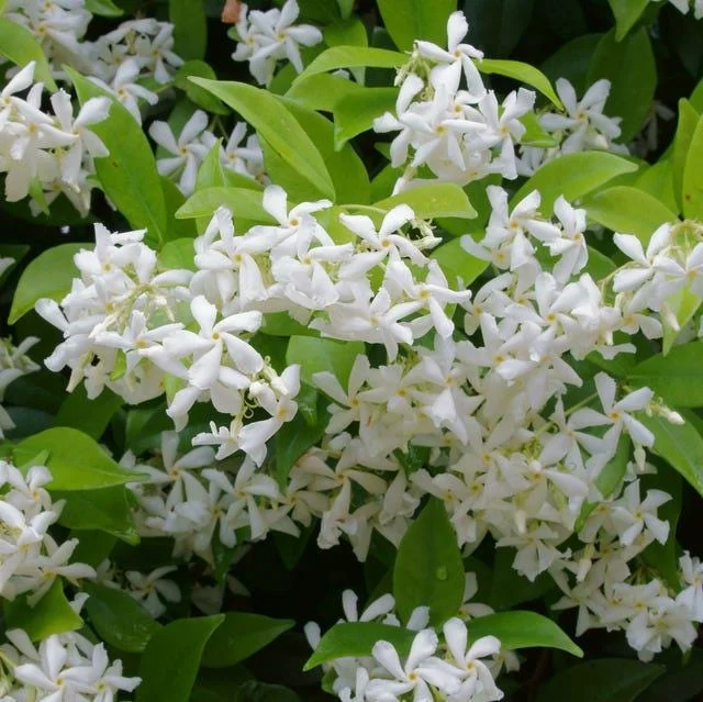 Star Jasmine Plant (Trachelospermum jasminoides) - Fragrant Evergreen Vine - Image 1