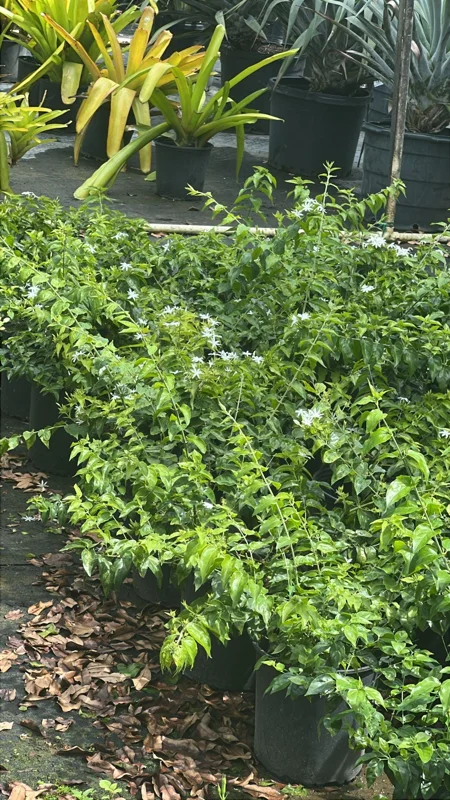 Star Jasmine Plant (Trachelospermum jasminoides) - Fragrant Evergreen Vine - Image 2