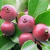 Strawberry Guava Live Fruit Tree (Psidium cattleyanum) 2-3ft Tall - Tropical Fruit Plant - Image 1