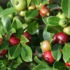Strawberry Guava Live Fruit Tree - Psidium cattleyanum - 1-2 ft Tall - Image 1