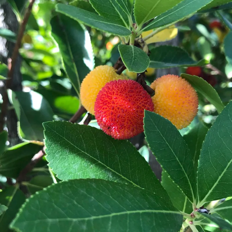 Strawberry Tree Live Plant Arbutus Unedo Fruit Tree 4ft Tall Outdoor - Image 2