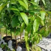 Strawberry Tree Live Plant Arbutus Unedo Fruit Tree 4ft Tall Outdoor - Image 1