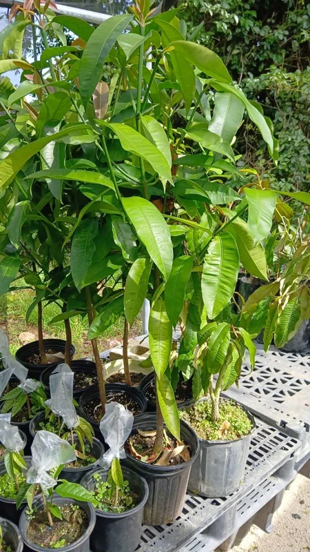 Strawberry Tree Live Plant Arbutus Unedo Fruit Tree 4ft Tall Outdoor - Image 1
