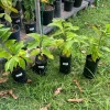 Sugar Apple Live Plant (Annona squamosa) - Exotic Fruit Tree - Image 1