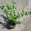 Surinam Cherry Live Plant (2-3ft) - Pitanga Fruit Tree, Eugenia uniflora, Outdoor - Image 1