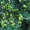 Tall Olive Tree Live Plant - Olea europaea - 2ft Tropical Aceituna - Image 1
