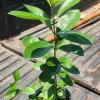 Tall Yellow Strawberry Guava Live Tree - 2-3 ft Fruiting Plant - Image 1