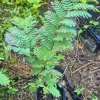 Tamarind Live Fruit Tree – Tamarindus indica – Tropical Fruit Plant 10-24 in - Image 1